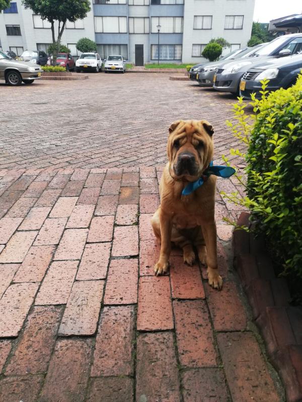 Shar Pei Caracter Sticas Car Cter Y Cuidados Con Fotos