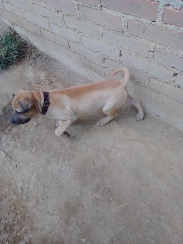 Shar Pei Caracter Sticas Car Cter Y Cuidados Con Fotos