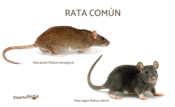 Tipos De Ratas Dom Sticas