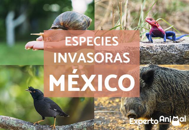 Especies INVASORAS en México Ejemplos con Fotos