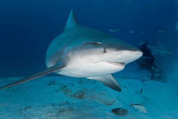 Cómo nacen los tiburones Vídeo del nacimiento de un tiburón