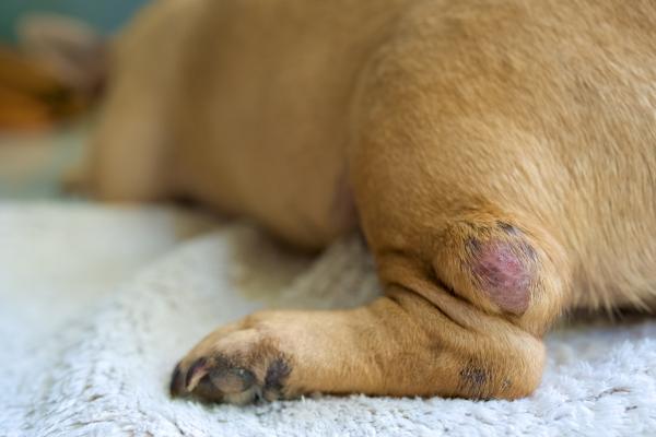 Bulto Duro En Perros Causas Y Tratamientos