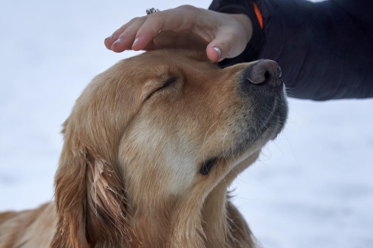 Cómo y dónde acariciar a un perro Guía completa