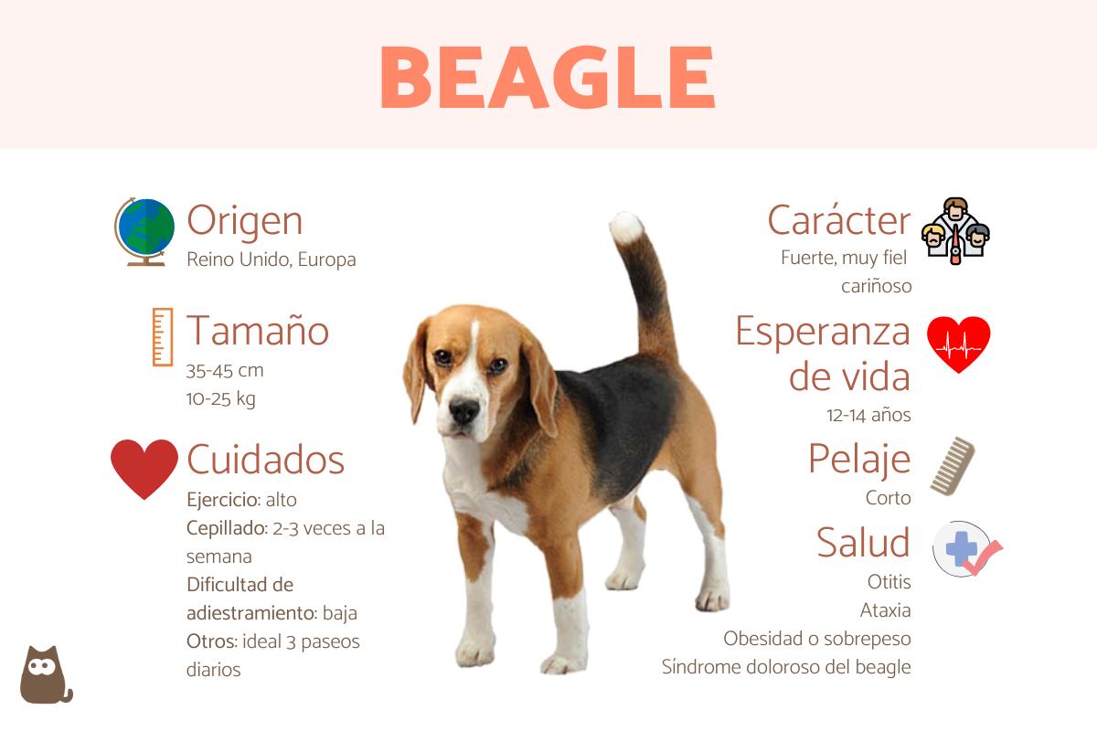 Perro BEAGLE Características carácter y cuidados con FOTOS