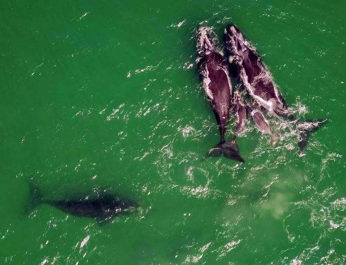 BALLENA FRANCA AUSTRAL Características Alimentación Migración