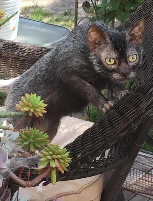 Todo Sobre El Gato Lykoi O Gato Lobo Origen Caracter Sticas Y