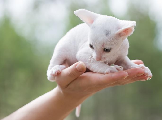 Todo Sobre El Gato Cornish Rex Caracter Sticas Y Cuidados Con Fotos