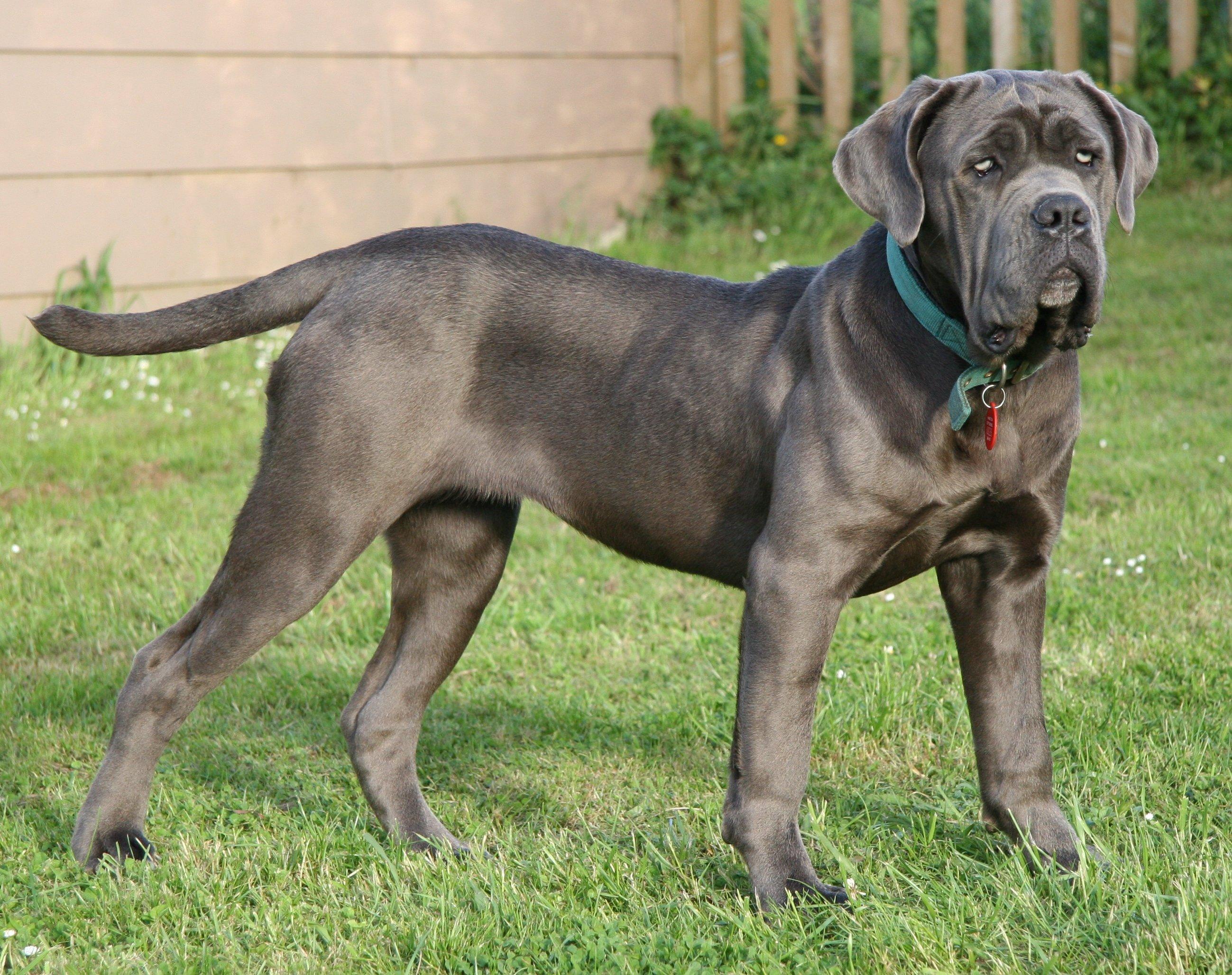 Perro Mast N Napolitano O Mastino Napoletano Todo Sobre La Raza Con