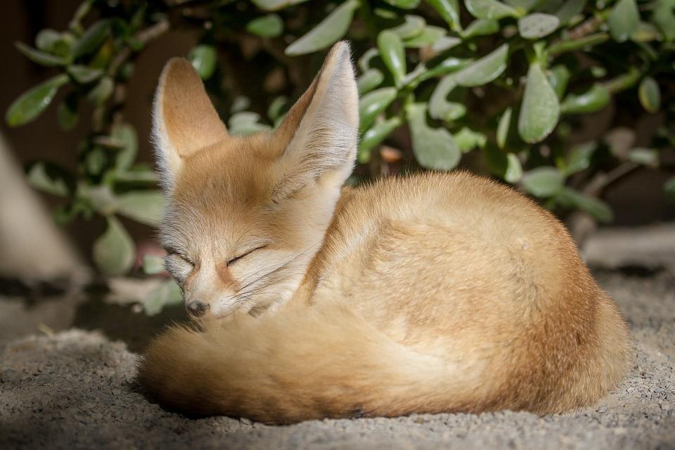 Zorro Del Desierto O Fennec