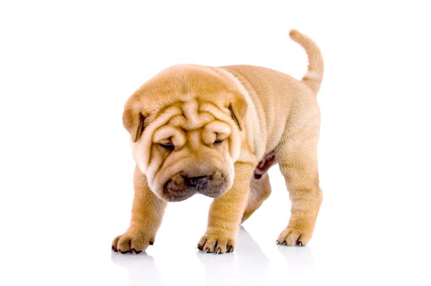 Shar pei Características carácter y cuidados con fotos