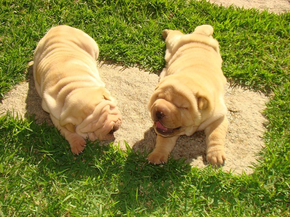 Shar Pei Caracter Sticas Car Cter Y Cuidados Con Fotos