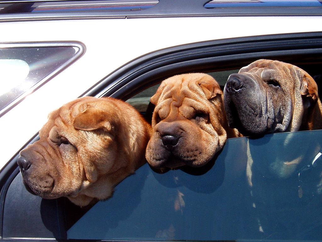 Shar Pei Caracter Sticas Car Cter Y Cuidados Con Fotos