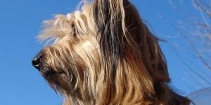 Peluquerías Caninas en Leganés