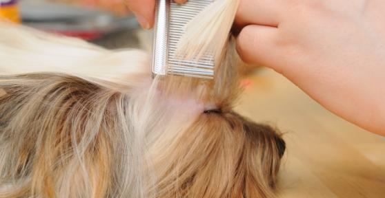 Las mejores peluquerías caninas a domicilio en Barcelona