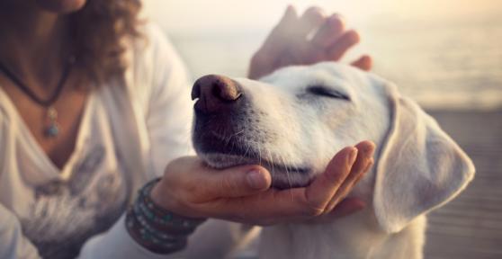 Las mejores guarderías caninas de día en Barcelona