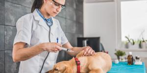 Veterinarios de urgencias en Murcia 24 horas
