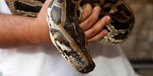 Los mejores veterinarios de animales exóticos en Valencia