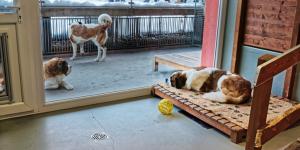 Las mejores residencias caninas en Girona