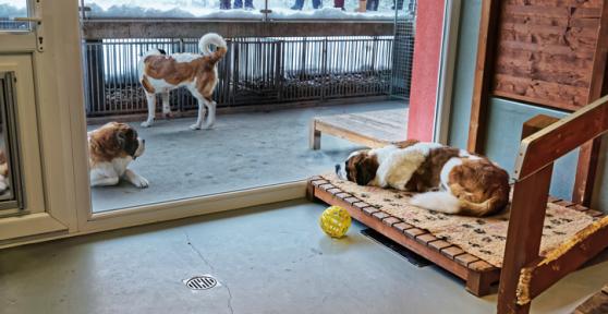 Las mejores residencias caninas en Girona