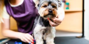 Peluquerías caninas en Cartagena
