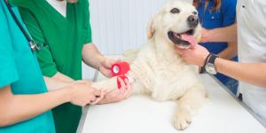 Veterinarios de urgencias en Bilbao
