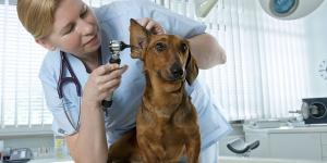 Veterinarios en Zaragoza