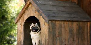 Lista de residencias caninas en Almería y guarderías