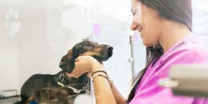 Cursos de auxiliar veterinaria Online