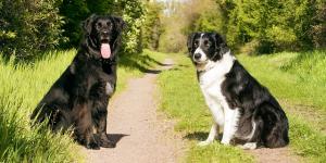 Los mejores adiestradores de perros en Málaga