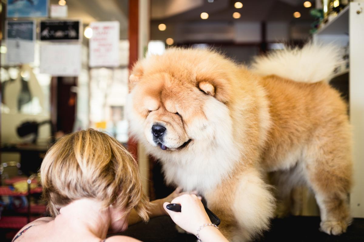 Las mejores peluquerías caninas de Barcelona