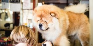 Las mejores peluquerías caninas de Barcelona