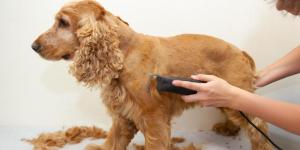 Las mejores peluquerías caninas a domicilio de Madrid