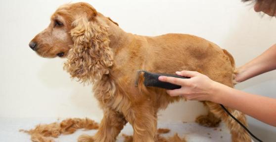 Las mejores peluquerías caninas a domicilio de Madrid