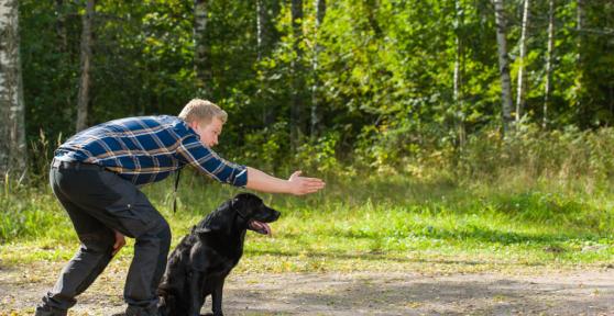 Adiestradores caninos de Madrid mejor valorados