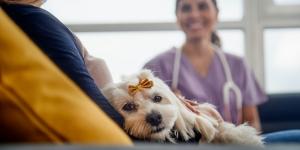 Los mejores veterinarios a domicilio en Madrid