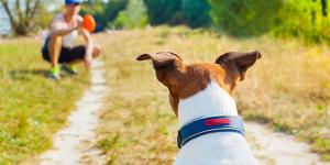 Mejores adiestradores de perros en Zamora