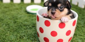 Los mejores fotógrafos de mascotas de España