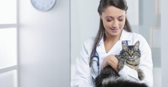 Los mejores veterinarios de Madrid