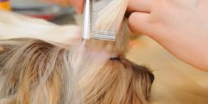Las mejores peluquerías caninas en Bilbao