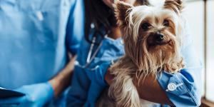 Los mejores veterinarios en Alhaurín de la Torre