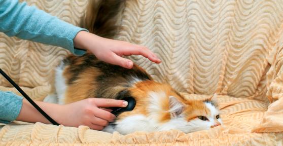 Los mejores veterinarios en Alicante