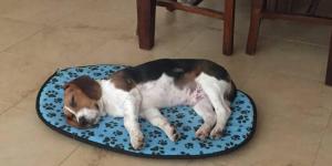 Mejores residencias caninas en Alicante