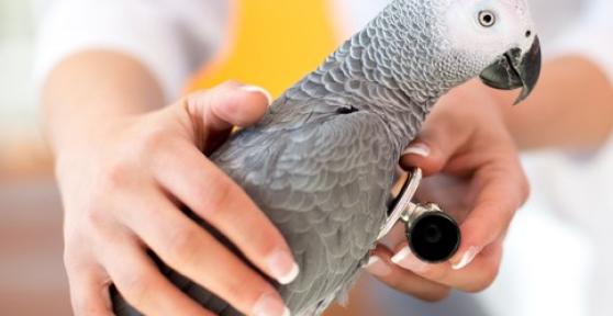 Las mejores clínicas de animales exóticos en Barcelona