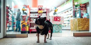 Las mejores tiendas para animales en Alicante