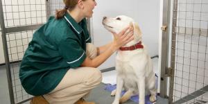 Las mejores residencias caninas de Valencia
