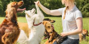 Adiestradores de perros en Alcorcón