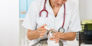 Los mejores veterinarios de Sevilla y alrededores