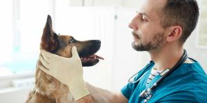 Veterinarios de urgencias en Alhaurín de la Torre