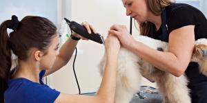 Las mejores peluquerías caninas de Palma de Mallorca