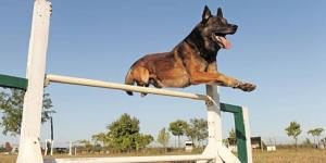 Los mejores clubs de Agility para perros en Girona